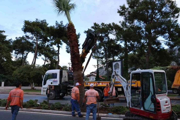 İ&ccedil;meler&rsquo;i palmiyeler s&uuml;sleyecek

