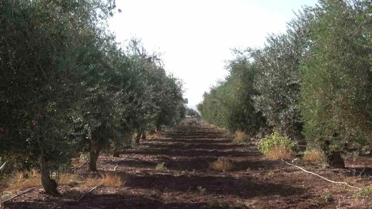 İdil’de zeytini don vurdu
