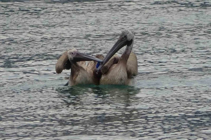 İki pelikan oltaya takıldı, yaşam m&uuml;cadelesi verirken balık&ccedil;ılar kurtardı
