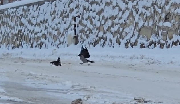 İl&ccedil;e beyaza b&uuml;r&uuml;nd&uuml;, a&ccedil; kalan kargalar sokaklara indi
