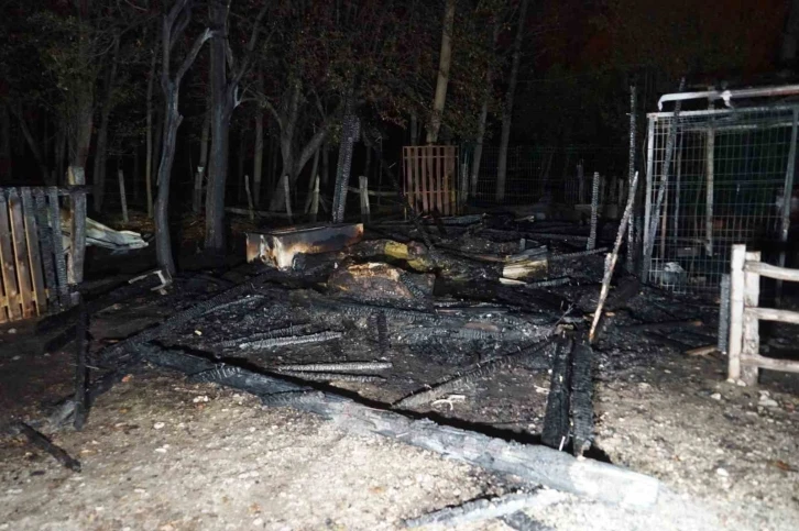 İl&ccedil;enin maskotu haline gelen &ldquo;Pamuk&rdquo; isimli lama, &ccedil;ıkan yangın sonucu telef oldu
