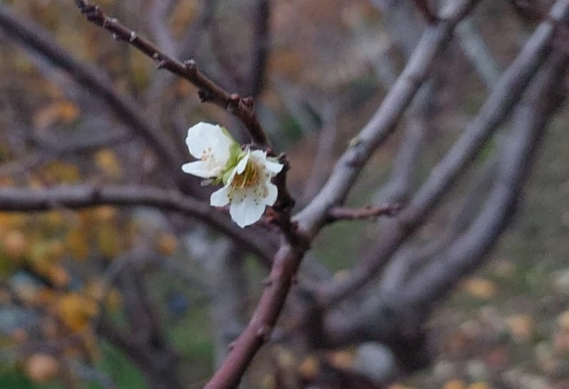 İnat&ccedil;ı erik soğukta &ccedil;i&ccedil;ek a&ccedil;tı
