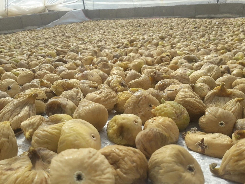 İncirliova’da çiftçiden incirde fiyat tepkisi
