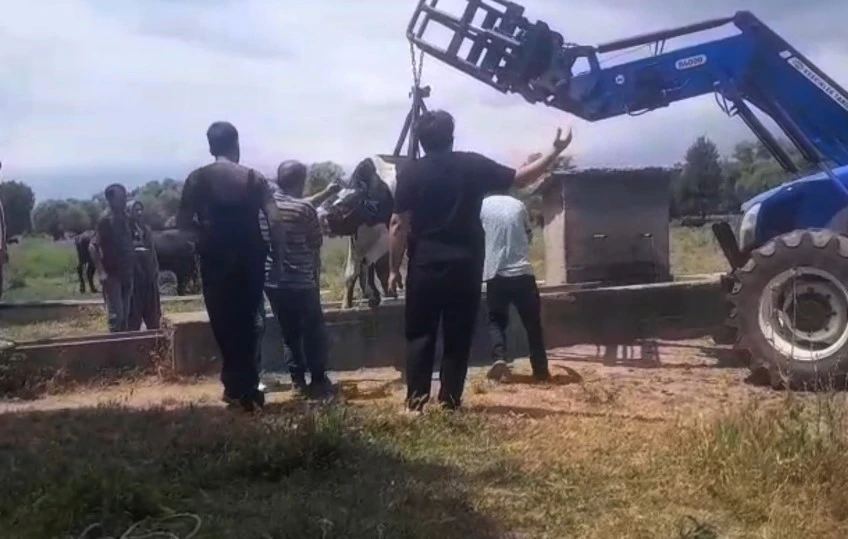 İnek oluğa sıkıştı, köylüler seferber oldu
