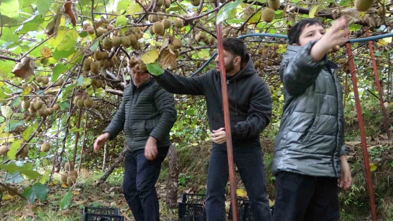 İran’dan gelen kivi fiyatları ucuzlatıyor
