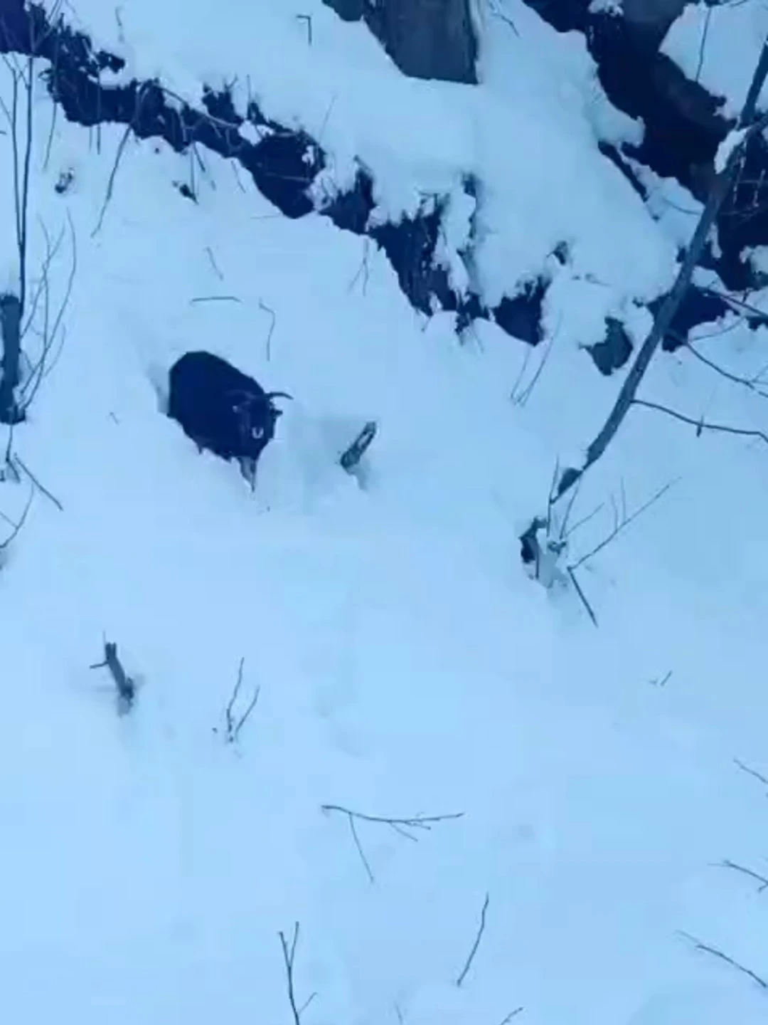 İş makinesi operat&ouml;r&uuml; karda kaybolan ke&ccedil;iyi sahiplerine ulaştırdı
