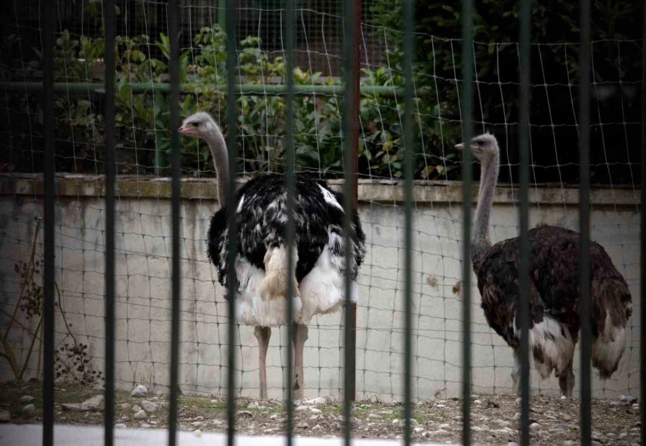 İspanya’da kuş gribi alarmı: Yüksek riskli bölgelerde kümes hayvanları kapalı tutulacak

