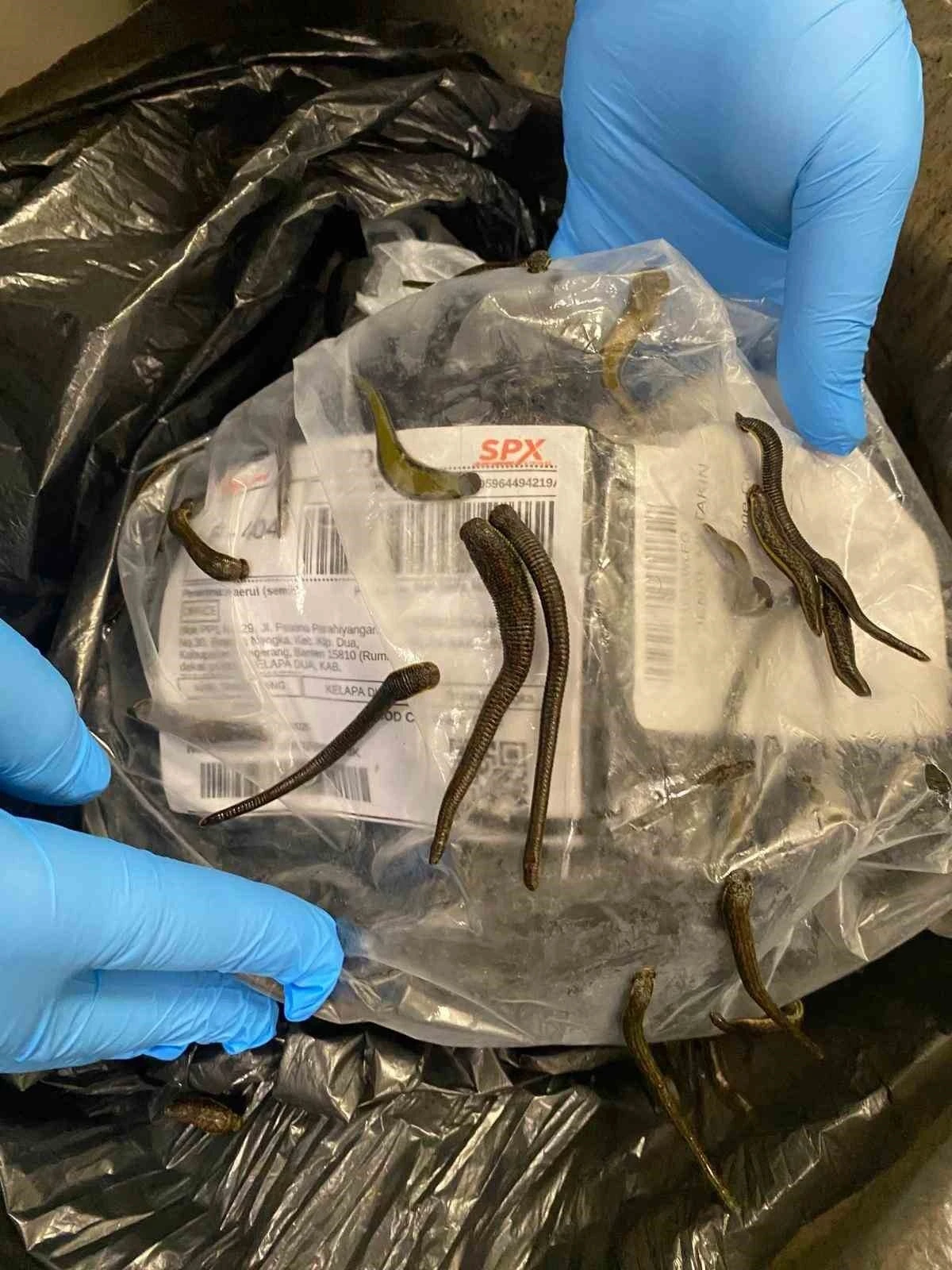 İstanbul Havalimanı’nda 5 bin adet tıbbi sülük ele geçirildi
