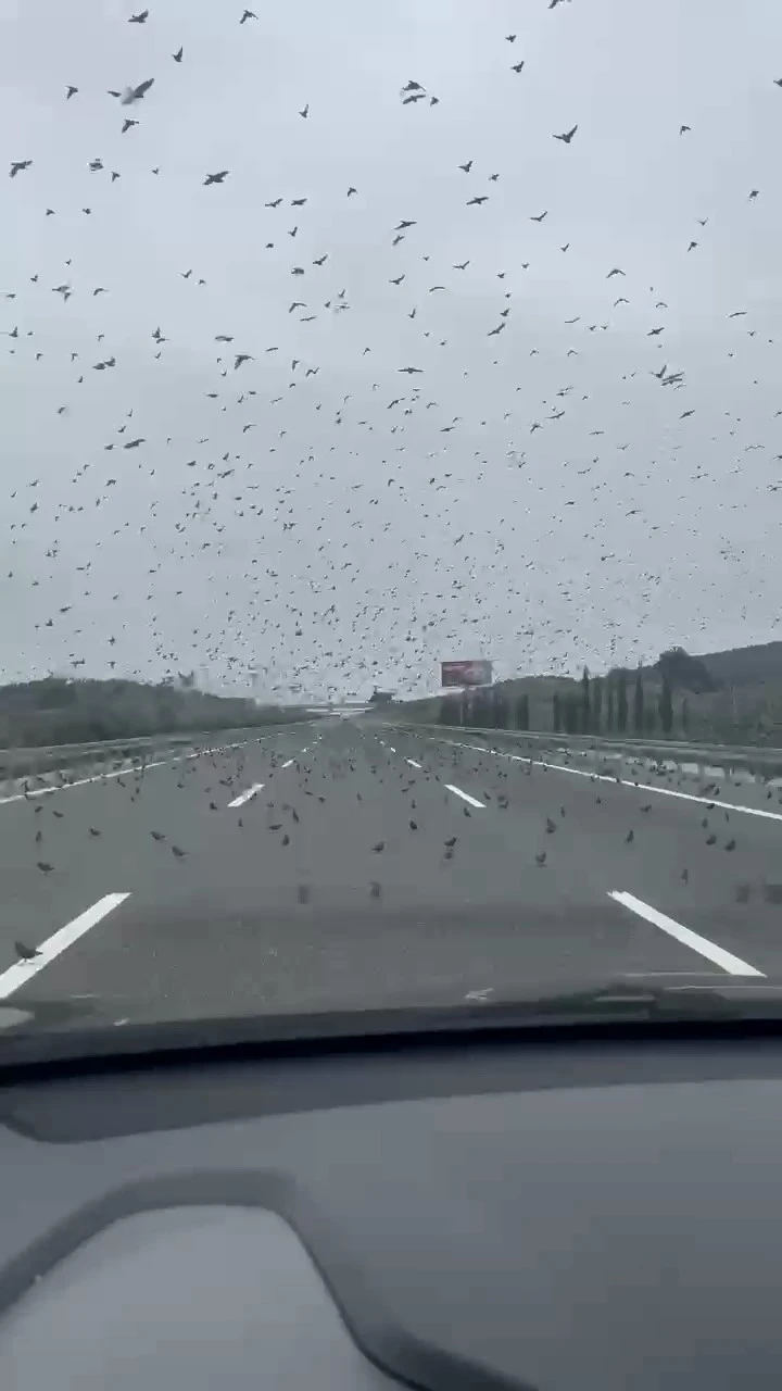 İstanbul - İzmir otobanında sürücüleri şaşırtan görüntü
