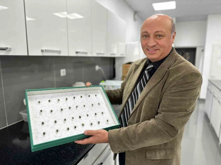 İstilacı "kahverengi kokarca"ya karşı samuray arısı: Y&uuml;zde 70 azaltıyor
