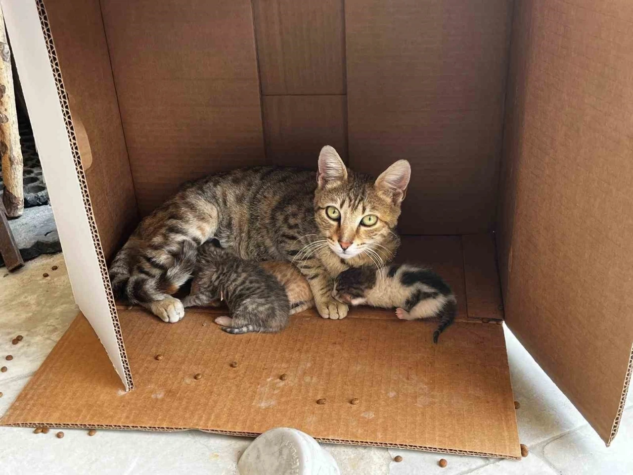 İşyerinde doğan kedi yavrularına esnaf sahip &ccedil;ıktı
