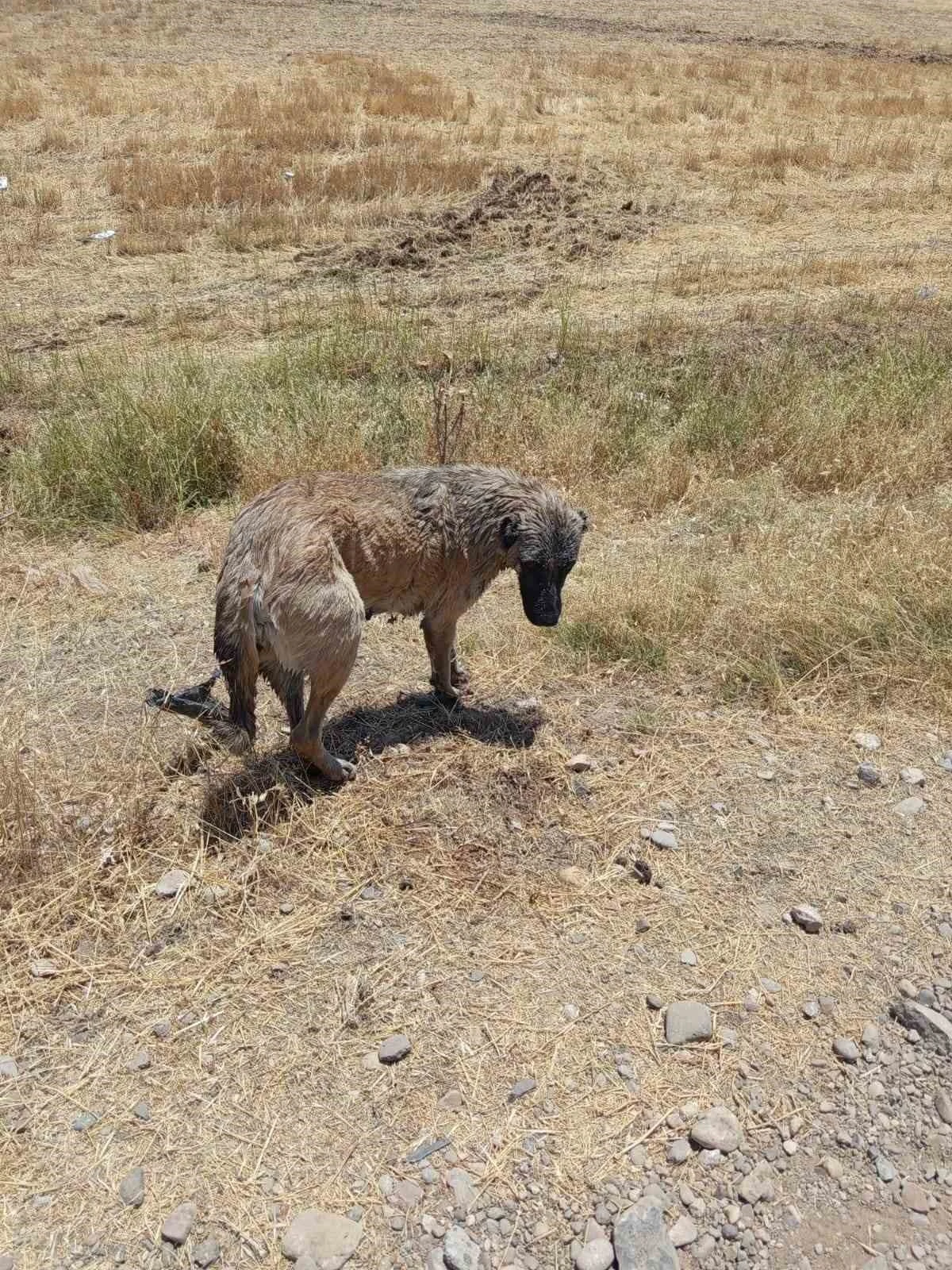 İtfaiye ekipleri kanala düşen köpeği kurtardı
