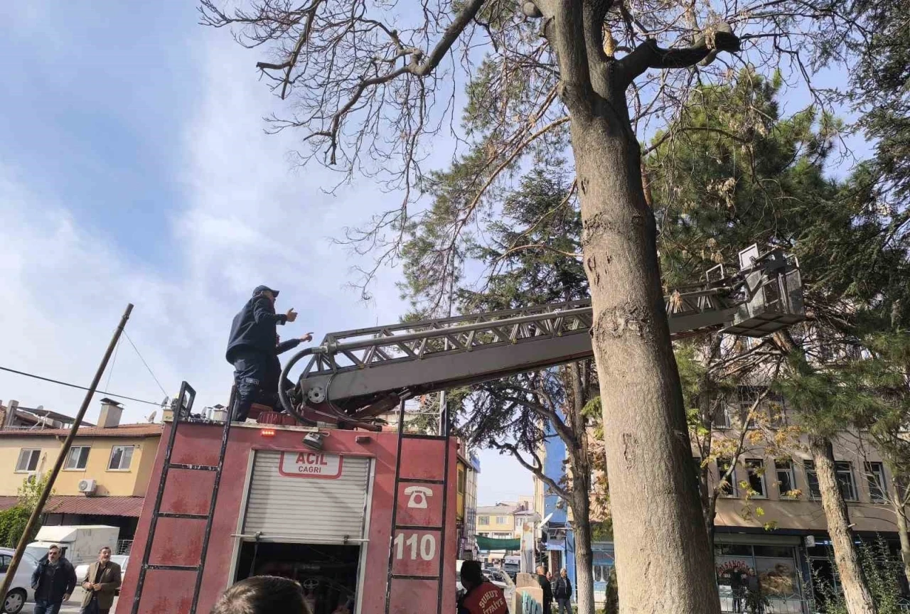 İtfaiyeden su fışkırtma tekniğiyle kedi kurtarma operasyonu
