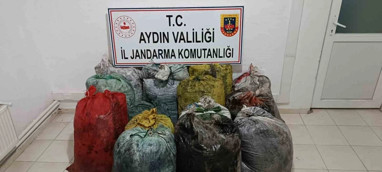 İzinsiz zeytin toplayan 11 şüpheli yakalandı
