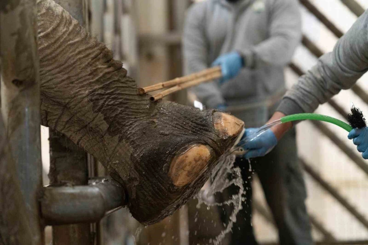 İzmir&rsquo;de fillere hayat kurtaran ayak bakımı
