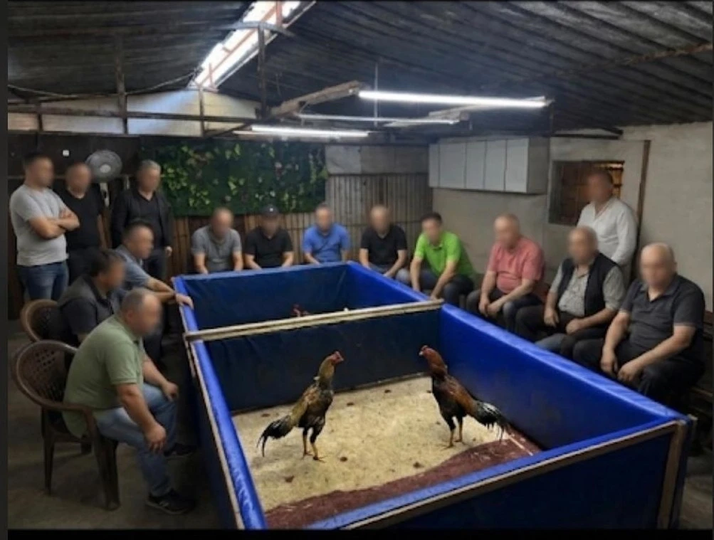 İzmir&rsquo;de horoz d&ouml;v&uuml;ş&uuml; operasyonu: &Ccedil;iftlik m&uuml;h&uuml;rlendi, 130 bin lira ceza kesildi
