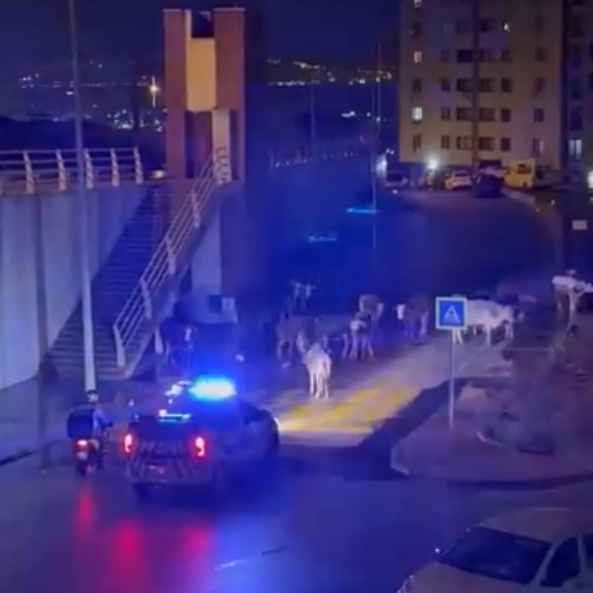 İzmir&rsquo;de polisin "İnekler dağılın" anonsu g&uuml;l&uuml;msetti
