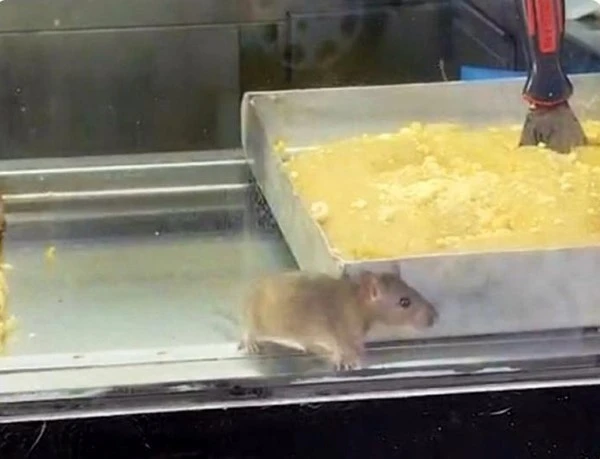 İzmir&rsquo;den iğren&ccedil; g&ouml;r&uuml;nt&uuml;: B&ouml;rek tezgahlarında fare cirit attı
