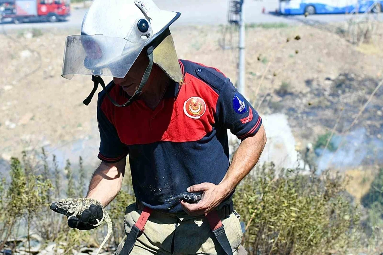 İzmir İtfaiyesi bukalemunu hayata d&ouml;nd&uuml;rd&uuml;
