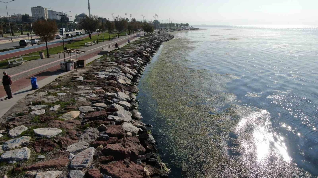 İzmir sahilinde ’yeşil’ istila
