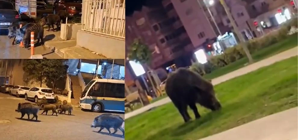 İzmir, sokaklarında domuz s&uuml;r&uuml;leri ile doğal yaşam parkına d&ouml;nd&uuml;

