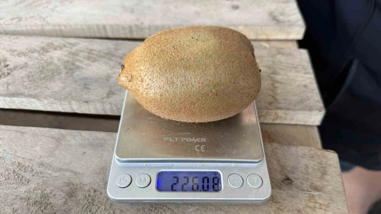 İznik&rsquo;te yetiştirilen dev kiviler ağırlıklarıyla rekor kırdı, Avrupa pazarının dikkatini &ccedil;ekti
