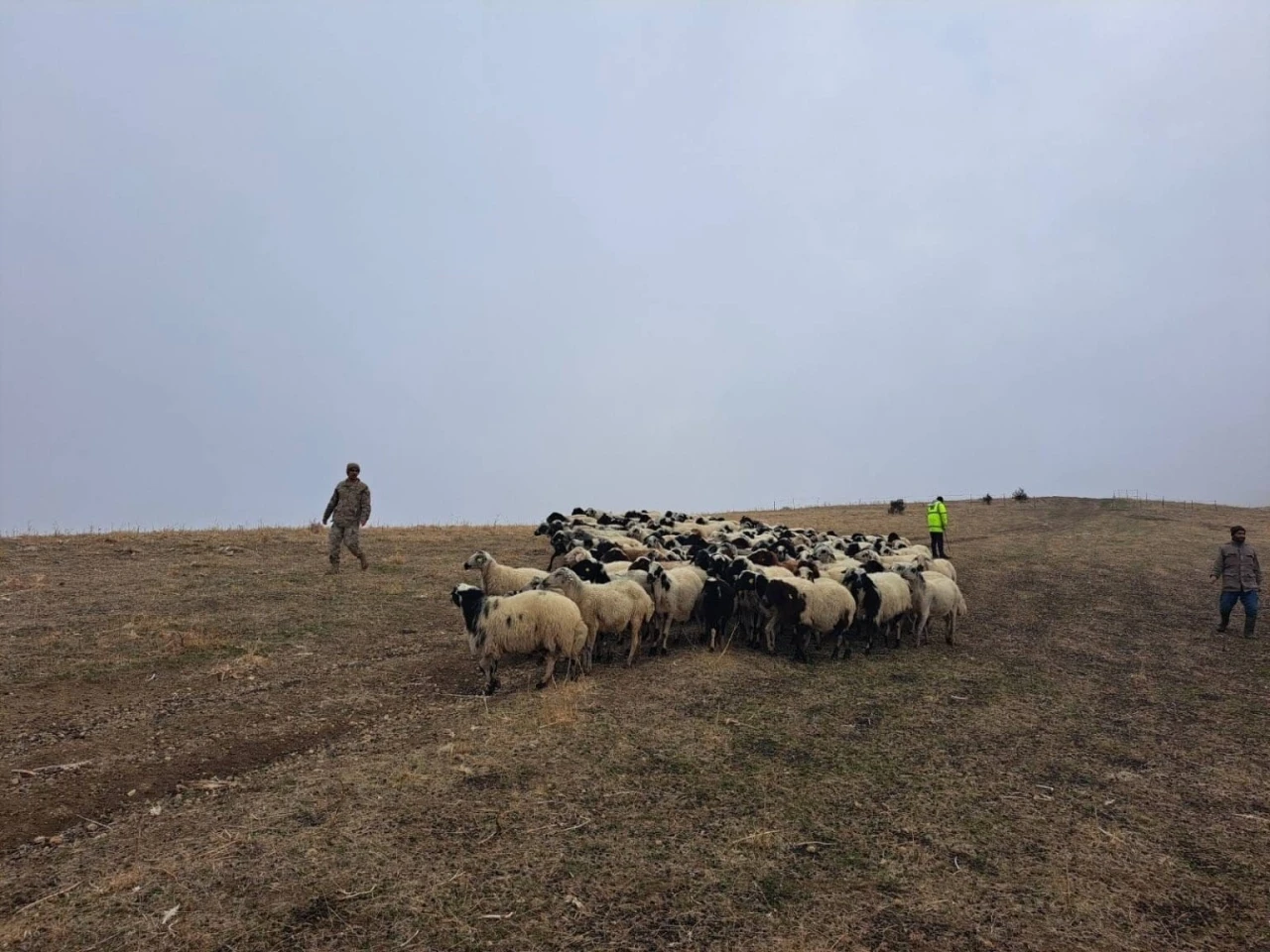 Jandarma arazide kaybolan küçükbaş hayvanları bularak sahibine teslim etti
