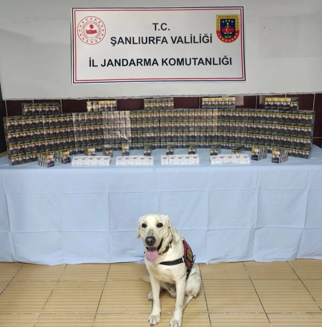 Jandarma bin 320 paket kaçak sigara ele geçirdi
