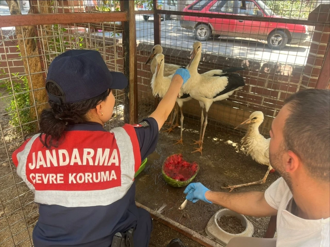 Jandarma yaralı leyleği veterinere ulaştırdı
