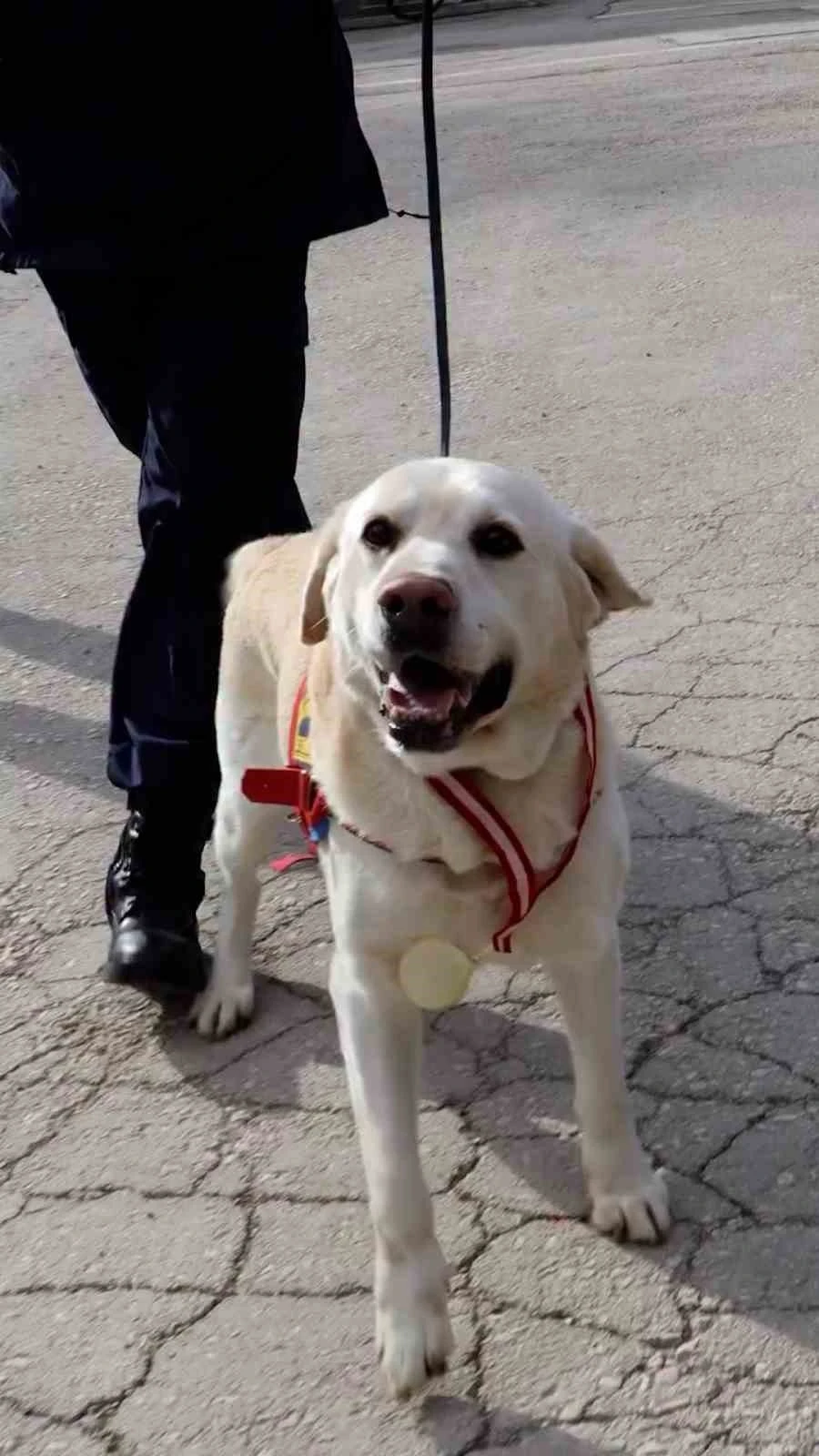 Jandarmanın hassas burnu "Medyum" 10 yıllık mesaisini tamamladı
