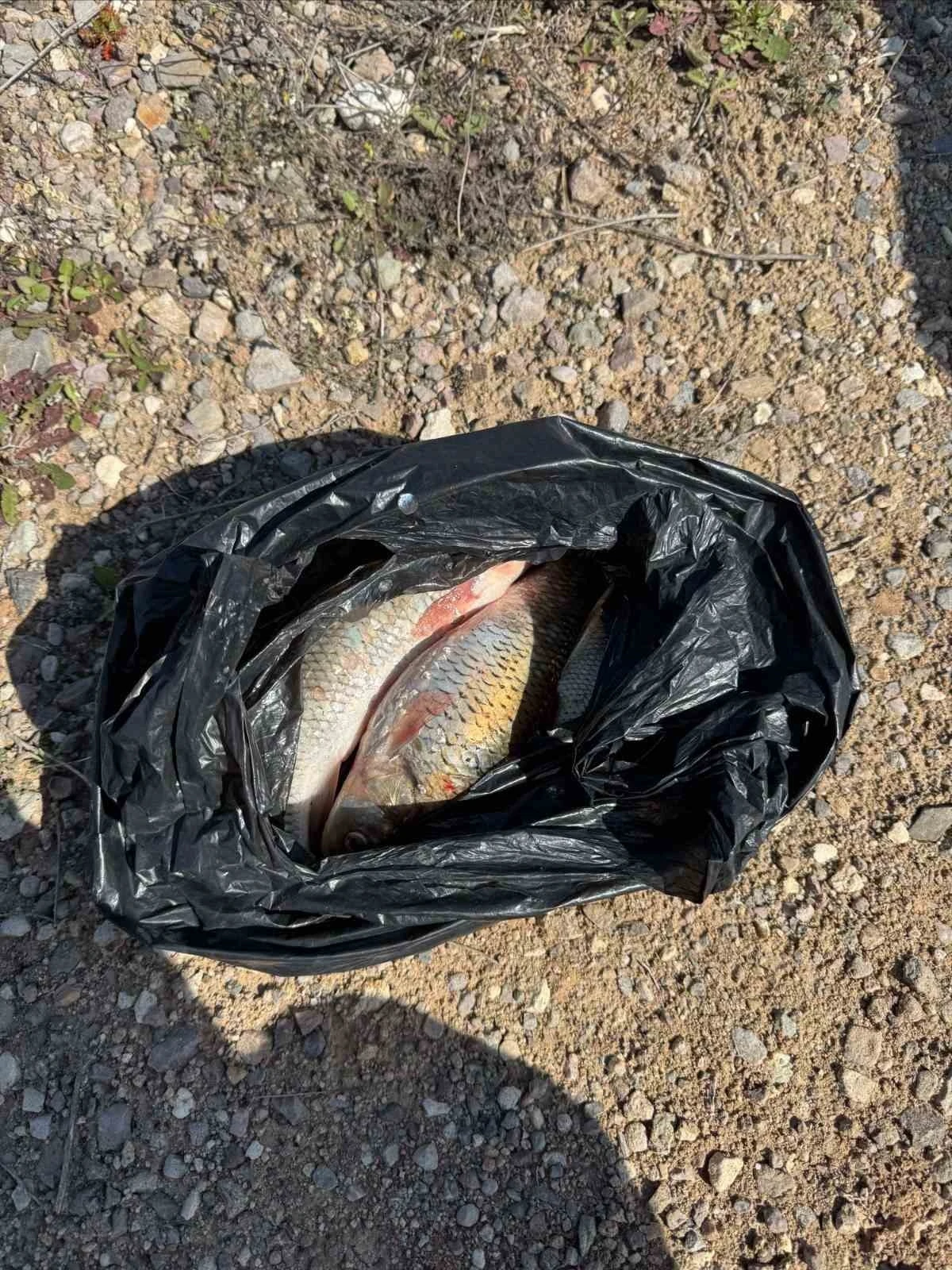 Kaçak Balık avı yapan 2 kişi yakalandı
