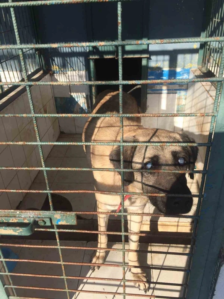 Kadıköy Belediyesi Geçici Hayvan Bakımevi’nden sahiplendiği görme engelli köpeğine ev kiraladı