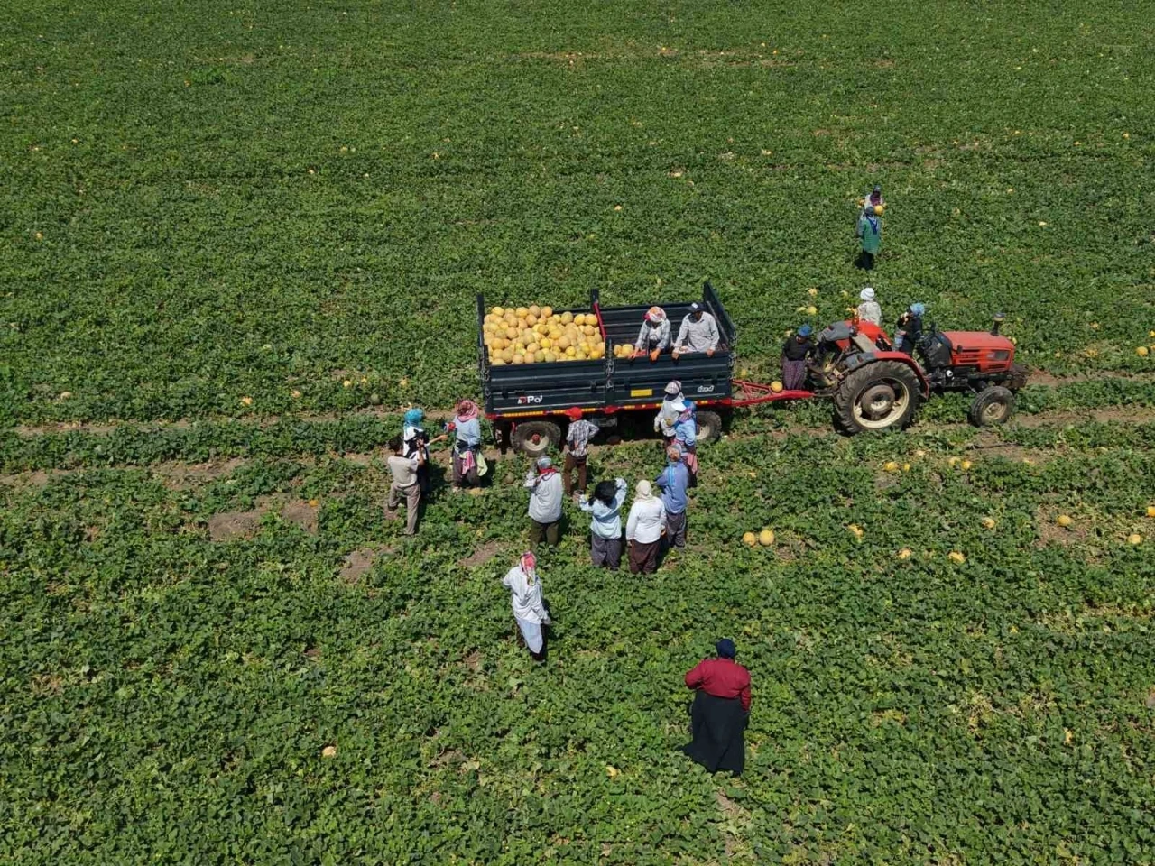 Kadın işçiler ekmek parasını topraktan çıkarıyor
