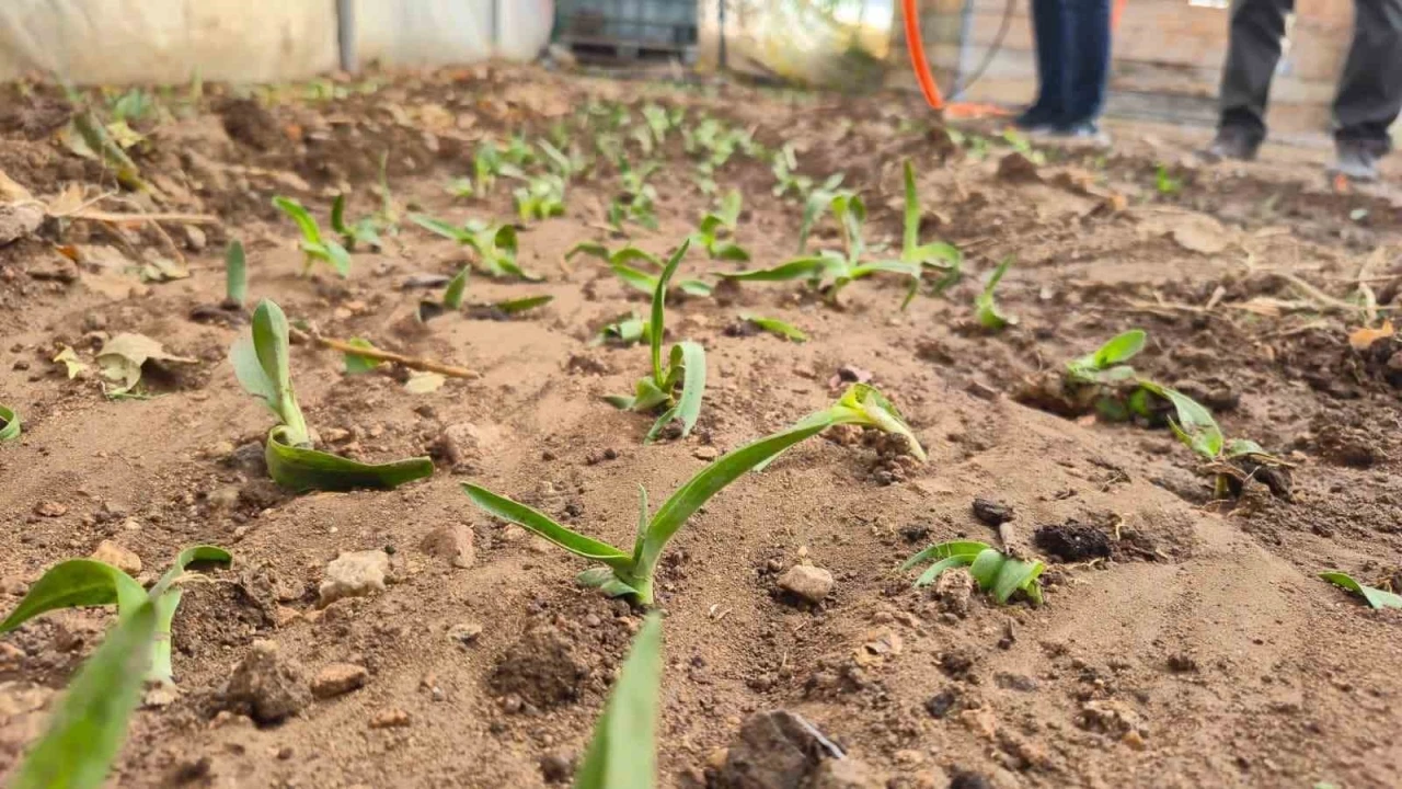 Kadın üreticilere salep fidesi dağıtıldı