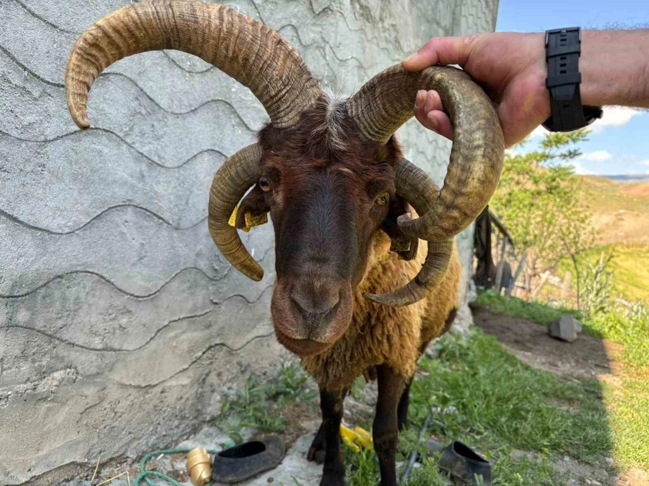 Kağızman’da 4 boynuzlu koç ilgi odağı oldu
