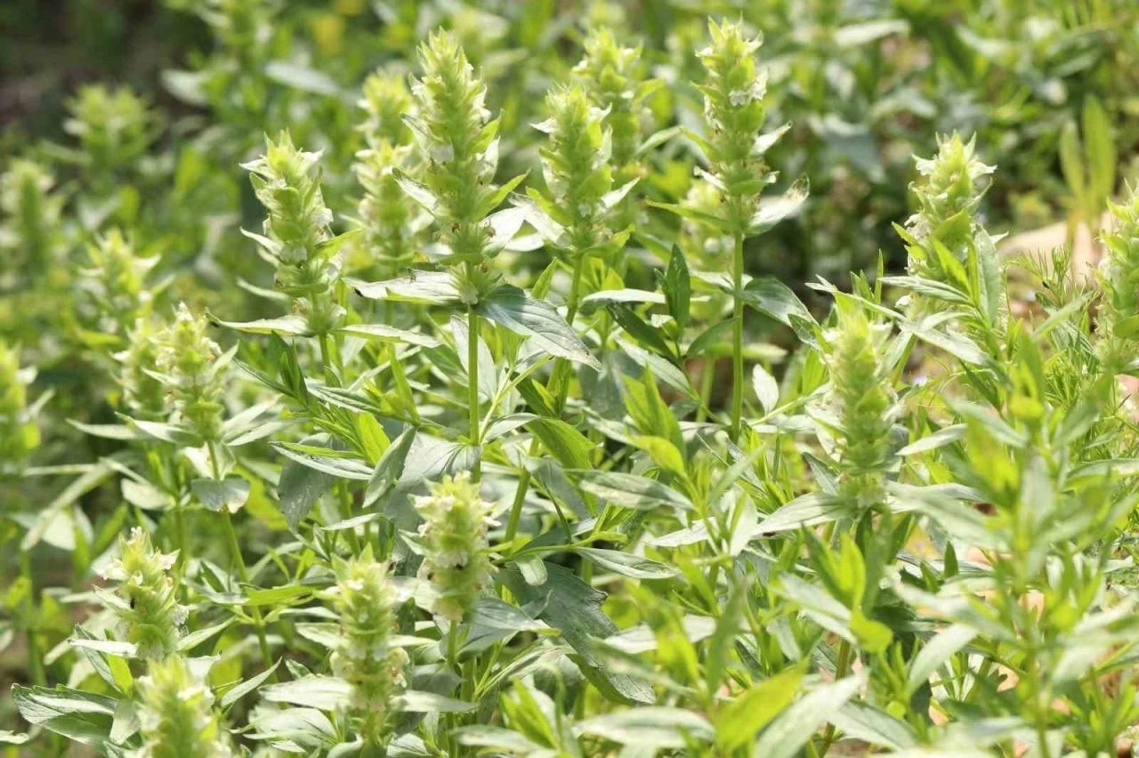 Kahramanmaraş&rsquo;ın nadir endemik t&uuml;r&uuml; Eskimayasıl &ccedil;i&ccedil;ek a&ccedil;tı
