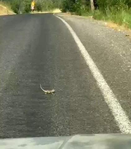 Kahramanmaraş&rsquo;ta bukalemuna yol veren s&uuml;r&uuml;c&uuml; g&uuml;ld&uuml;rd&uuml;
