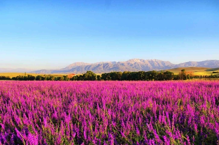 Kahramanmaraş’ta hazeran çiçekleri hayran bıraktı