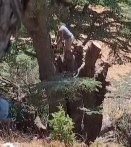 Kahramanmaraş’ta ormanlık alanda ağaç kesen 2 kişi yakalandı
