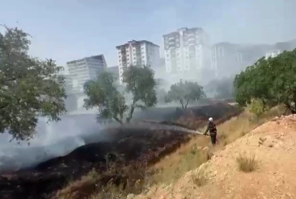 Kahramanmaraş’ta zeytinlik yangını