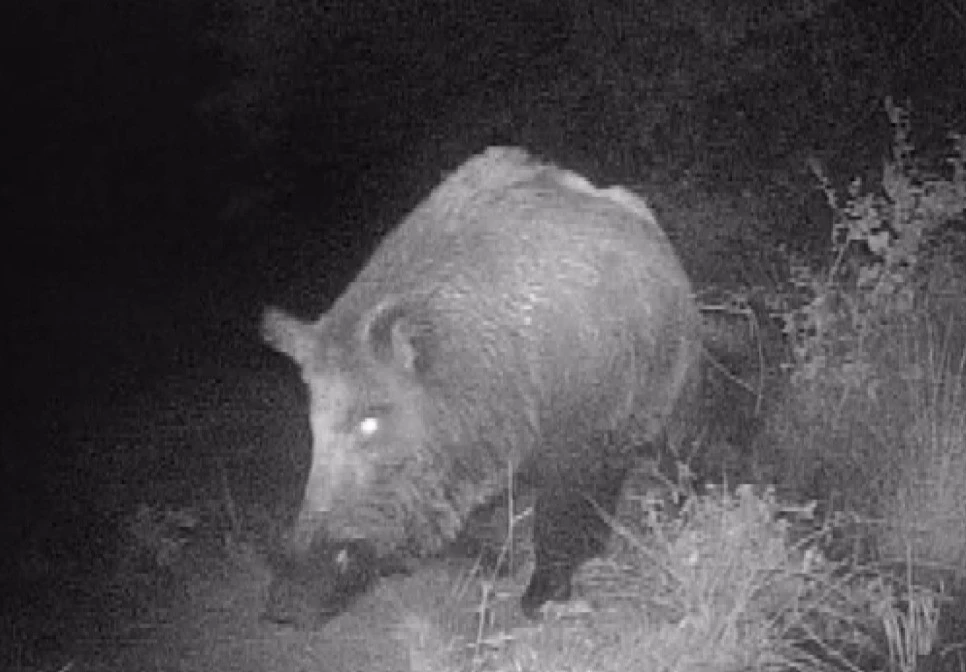 Kahramanmaraşlı doğa tutkunu gen&ccedil; fotokapanla yaban hayatını g&ouml;r&uuml;nt&uuml;l&uuml;yor
