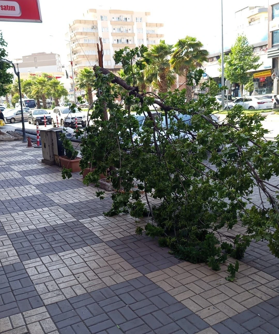 Kahta&rsquo;da şiddetli r&uuml;zgar ağacı devirdi
