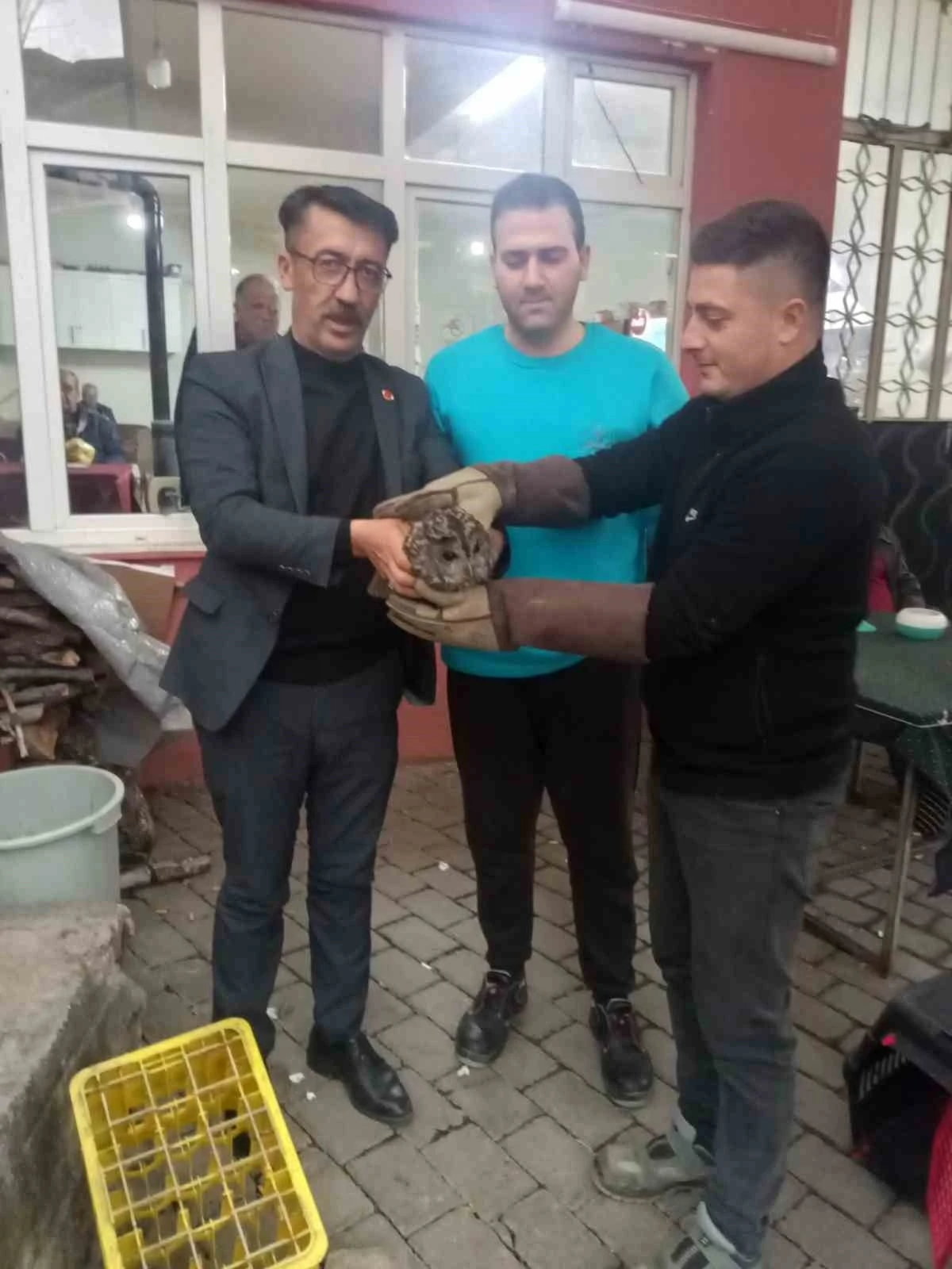 Kahvehane camına &ccedil;arpan baykuş rehabilitasyona alındı
