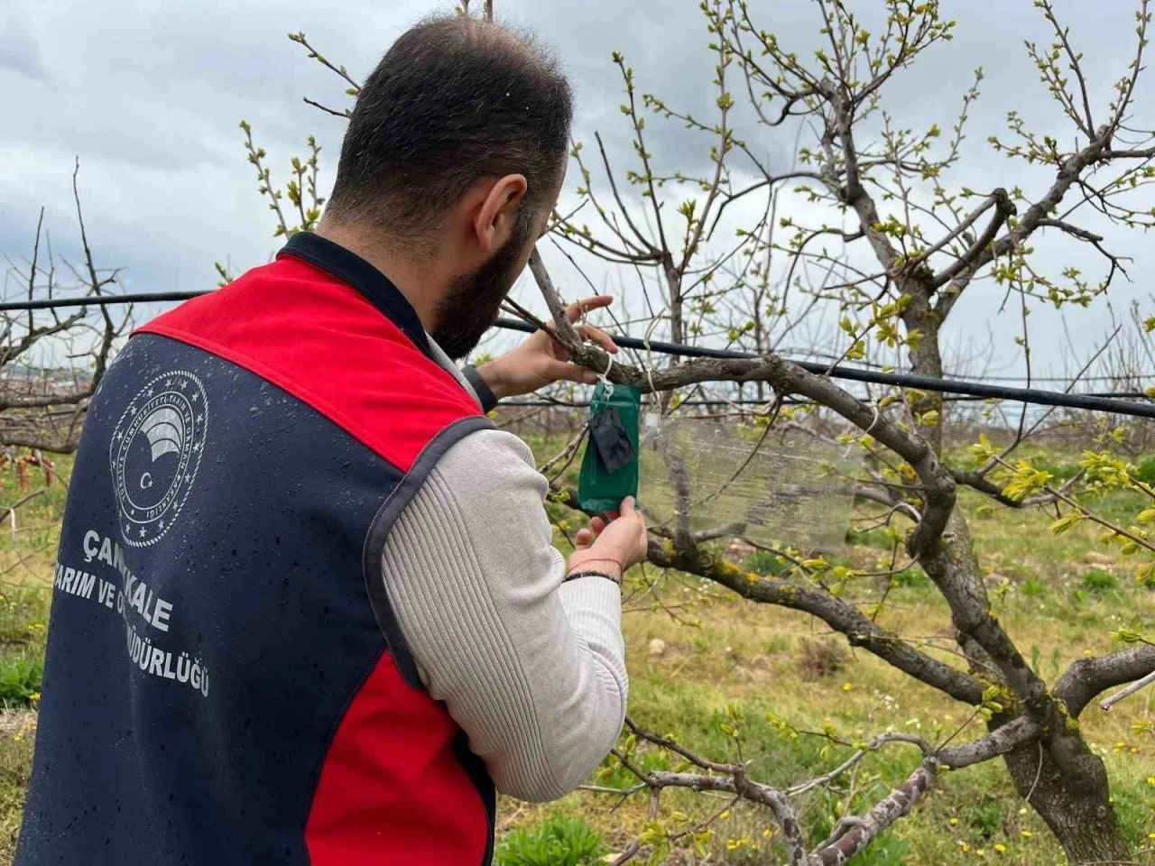 Kahverengi kokarca i&ccedil;in tuzak takip &ccedil;alışması
