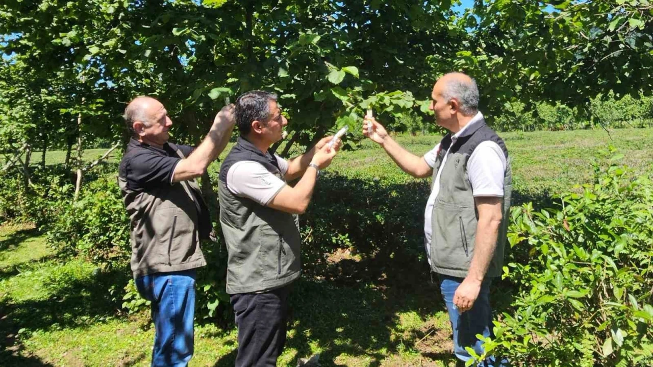 Kahverengi kokarca ile m&uuml;cadelede 11 bin samuray arıcığı salındı
