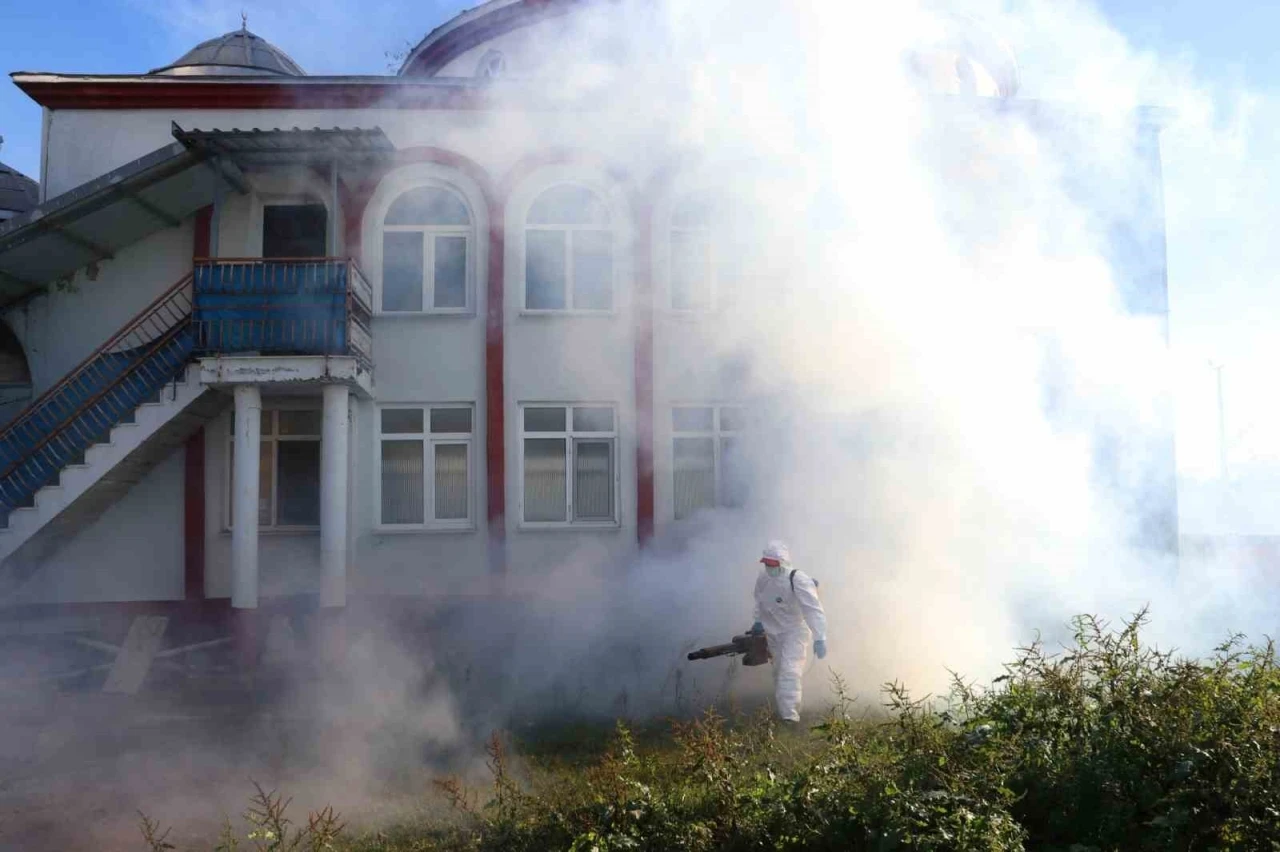 Kahverengi kokarca kışlak m&uuml;cadelesi s&uuml;r&uuml;yor
