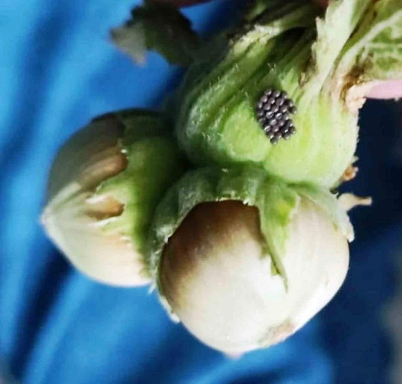 Kahverengi kokarcada ‘cezbet-öldür’ dönemi
