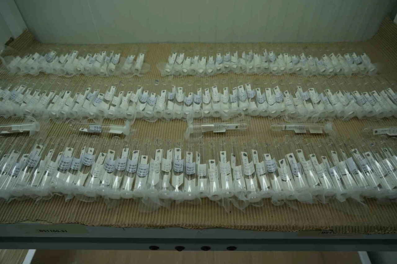 Kahverengi kokarcaya karşı biyolojik savaşta merkez Samsun: 750 bin ’samuray arısı’ üretiliyor
