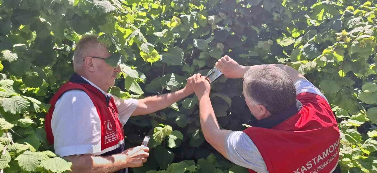 Kahverengi kokarcaya karşı samuray arısı doğaya salındı
