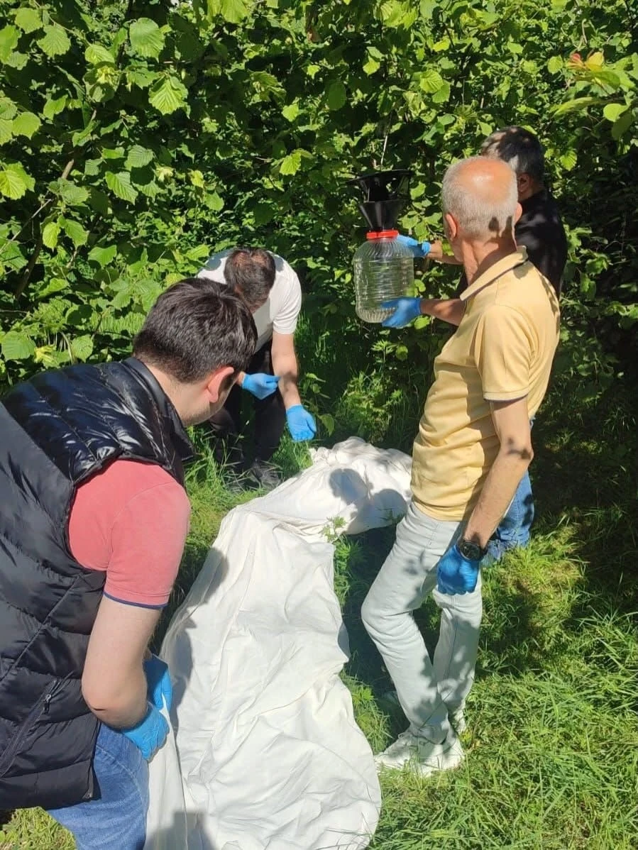 Kahverengi kokarcaya karşı samuray arısı seferberliği
